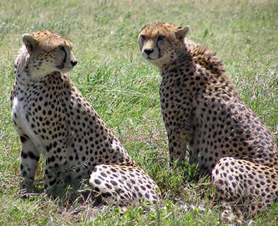 cheetah_1