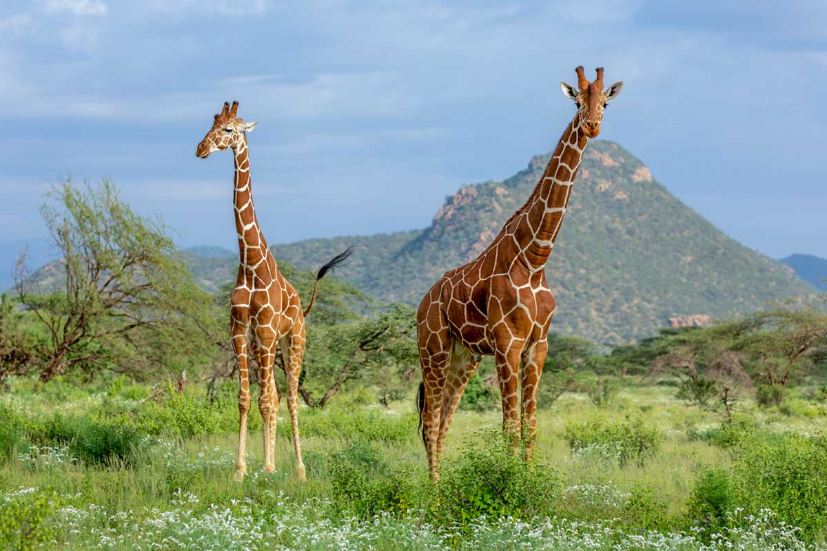 Game-viewing-in-Mkomazi-National-Park