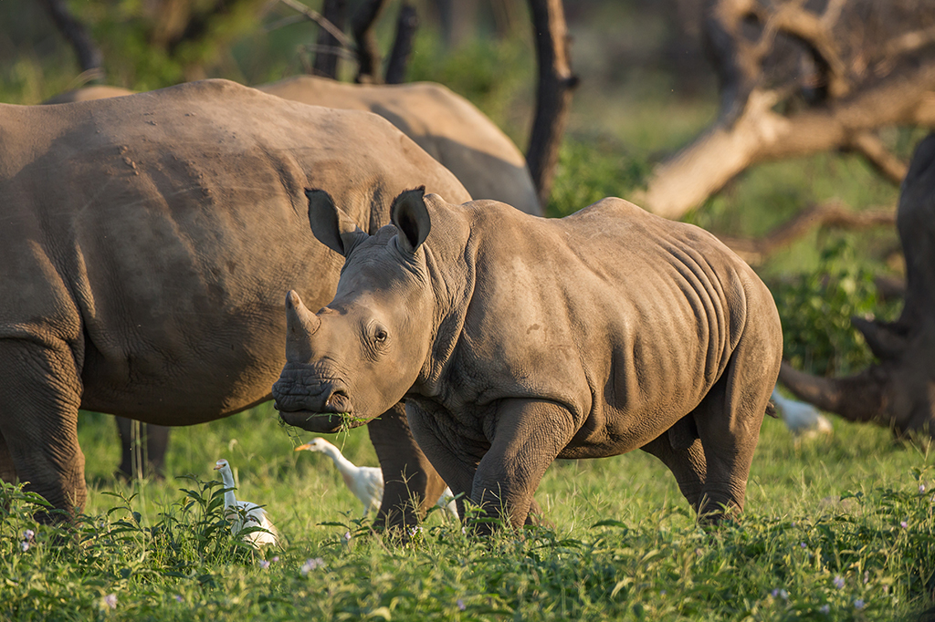 Rhino-Mkomazi-National-Park-Tanzania