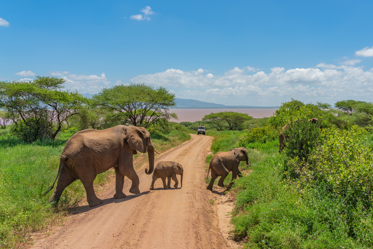 African bush elephants with here baby in the Tarangire National Park