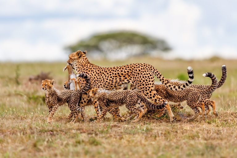A-cheetah-mother-with-her-prey-and-five-cubs-in-Serengeti-National-Park-Tanzania