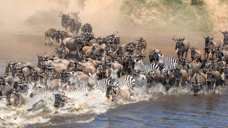 Herds-of-zebra-and-wildebeest-Great-Migration
