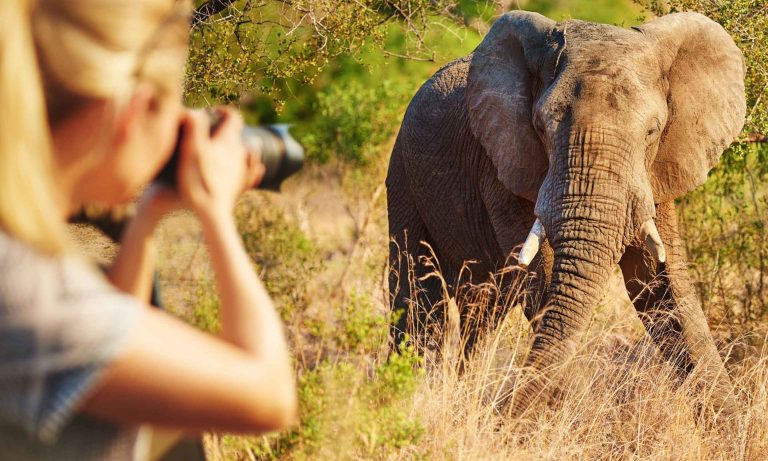 Safari-Photography-Tips