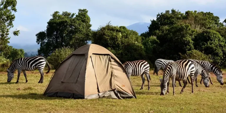 zebra-camping