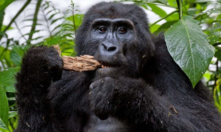 3-Days-Uganda-Mountain-Gorilla-trekking-safari-saa-750x450