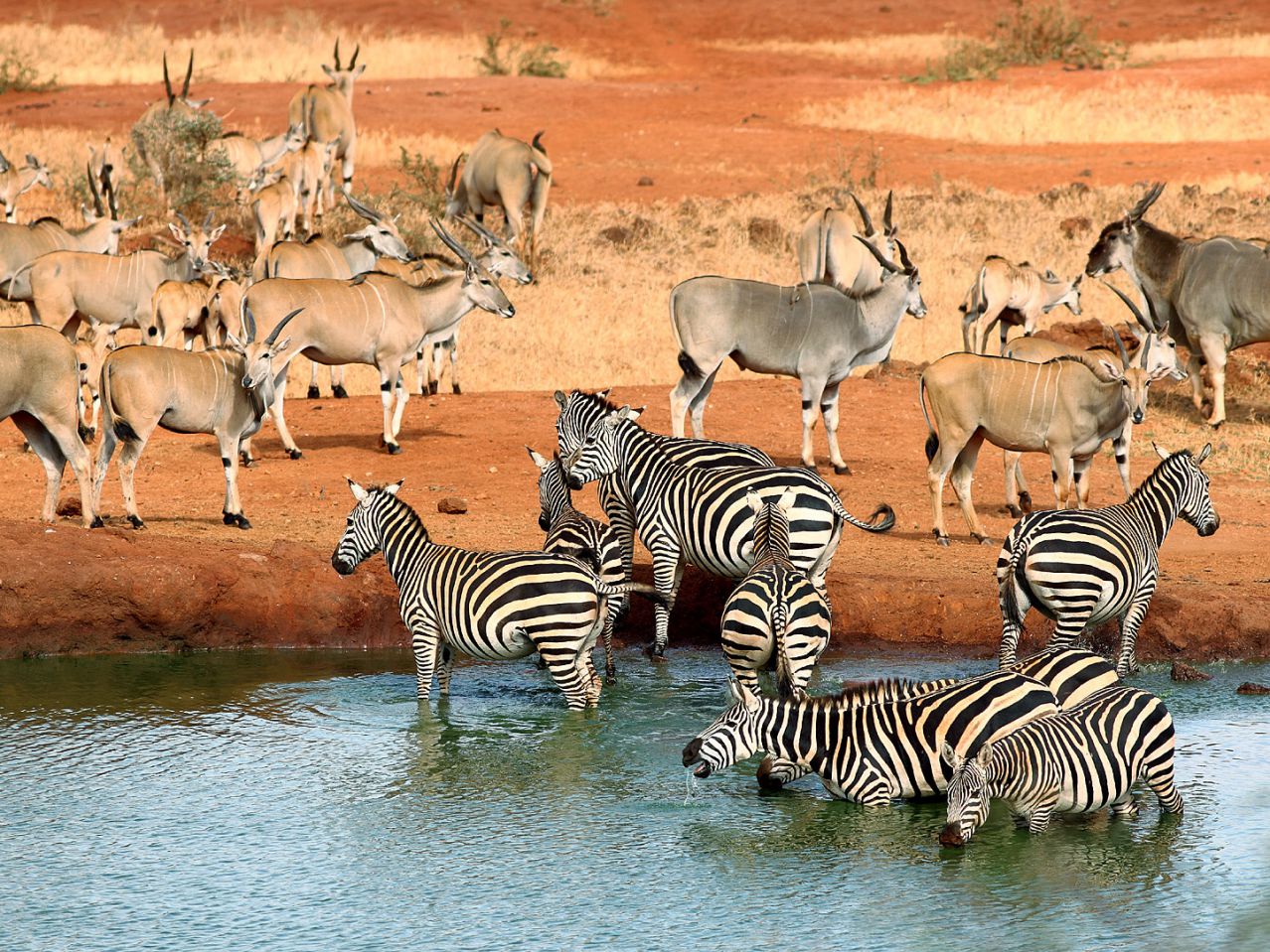 Tsavo-national-park-animals