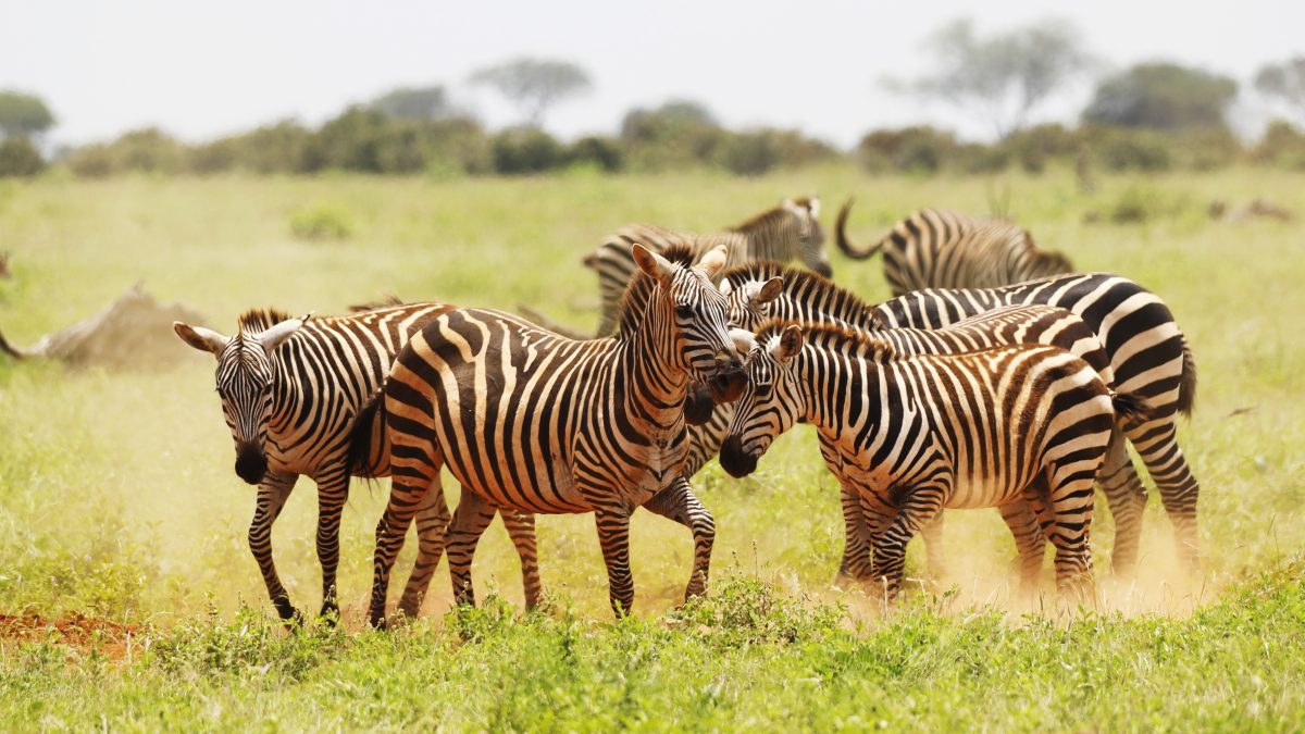 group-zebras-grazing-tsavo-east-national-park-kenya-africa-1200x675