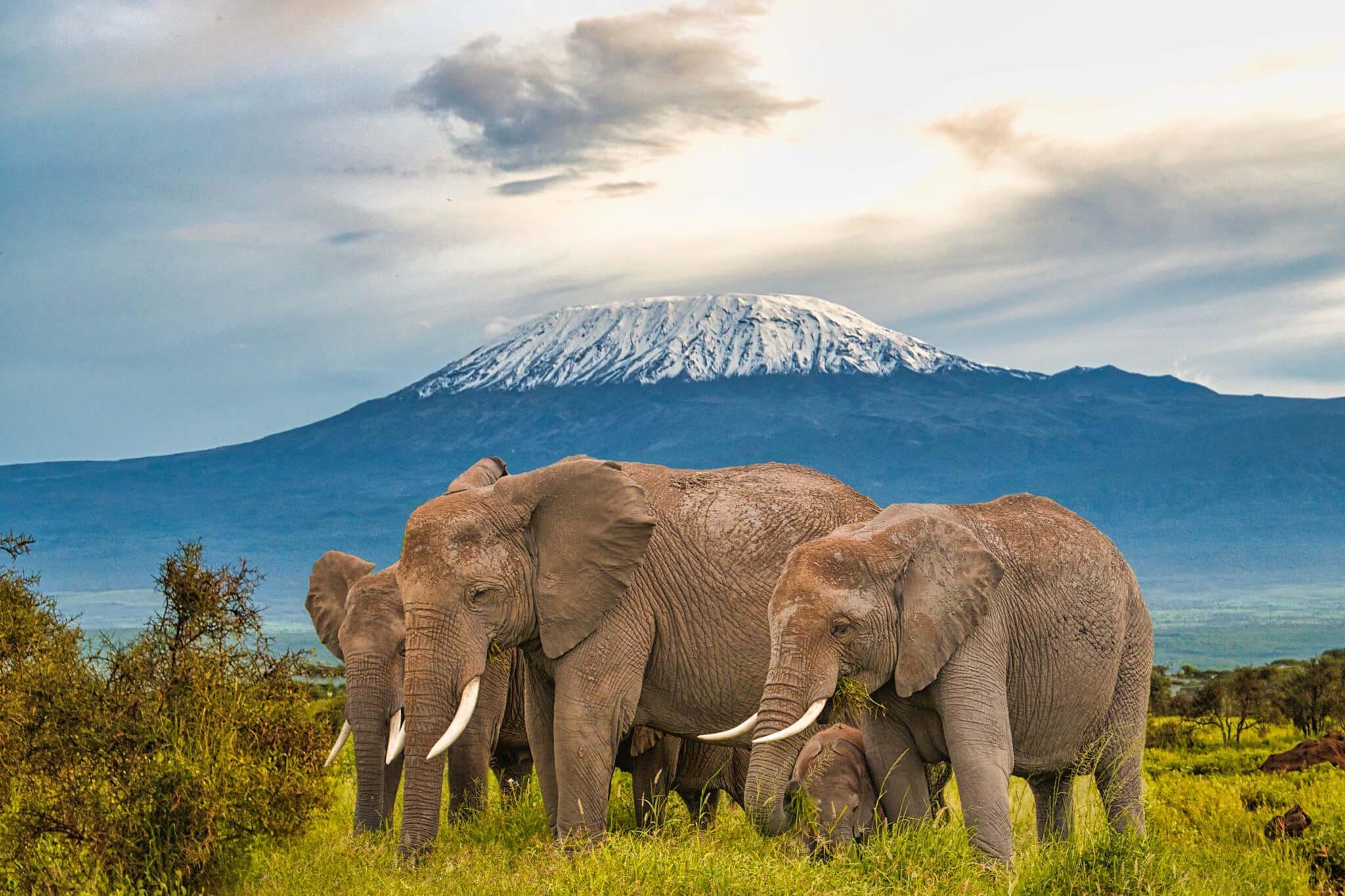Elephant-herd-with-Mount-Kilimanjaro-in-the-background-at-Amboseli-National-Park-1