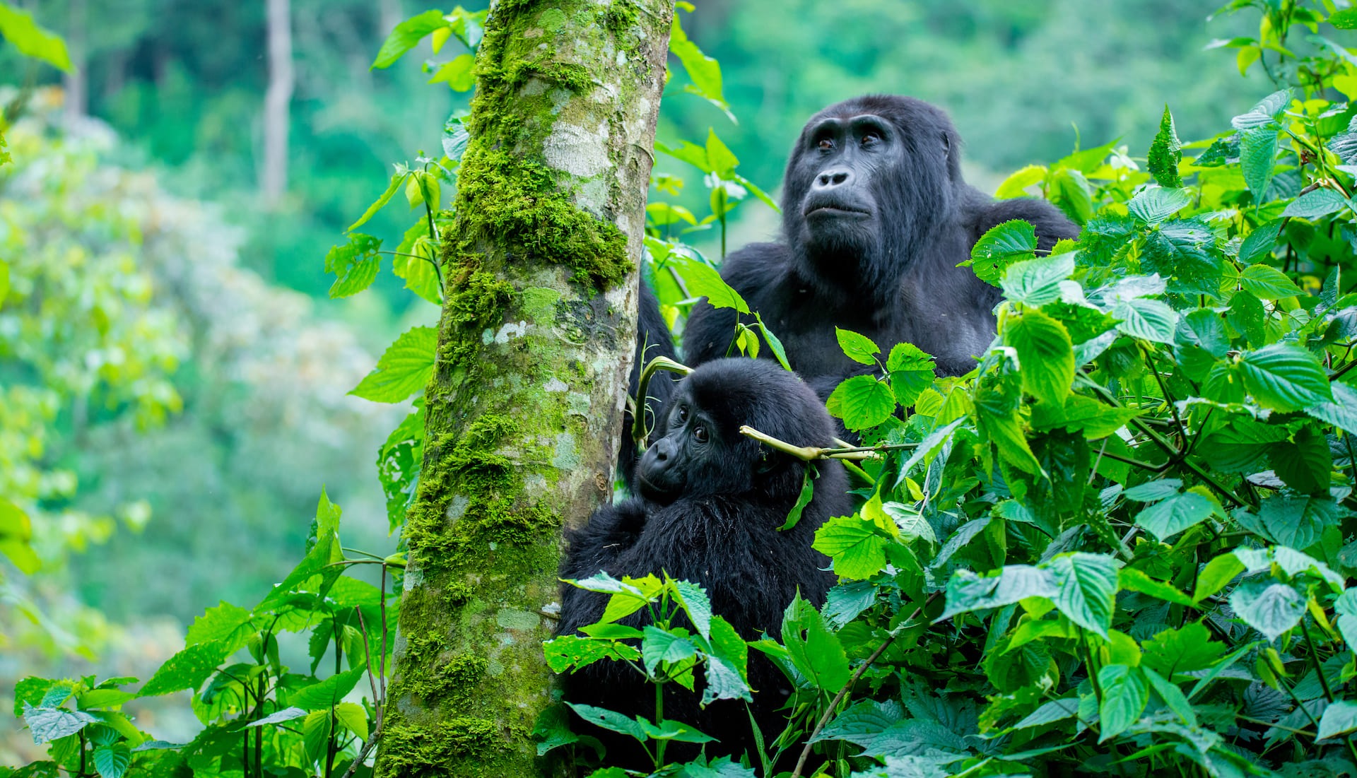 Gorilla-Safaris-SafariRetreatsExperience-1