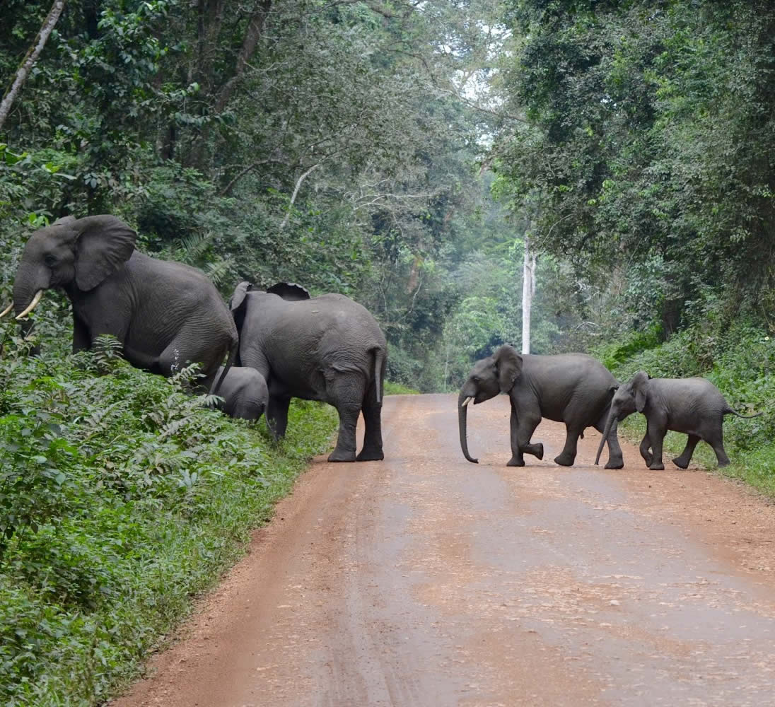 elephanst-crossing-the-road-at-Kibale