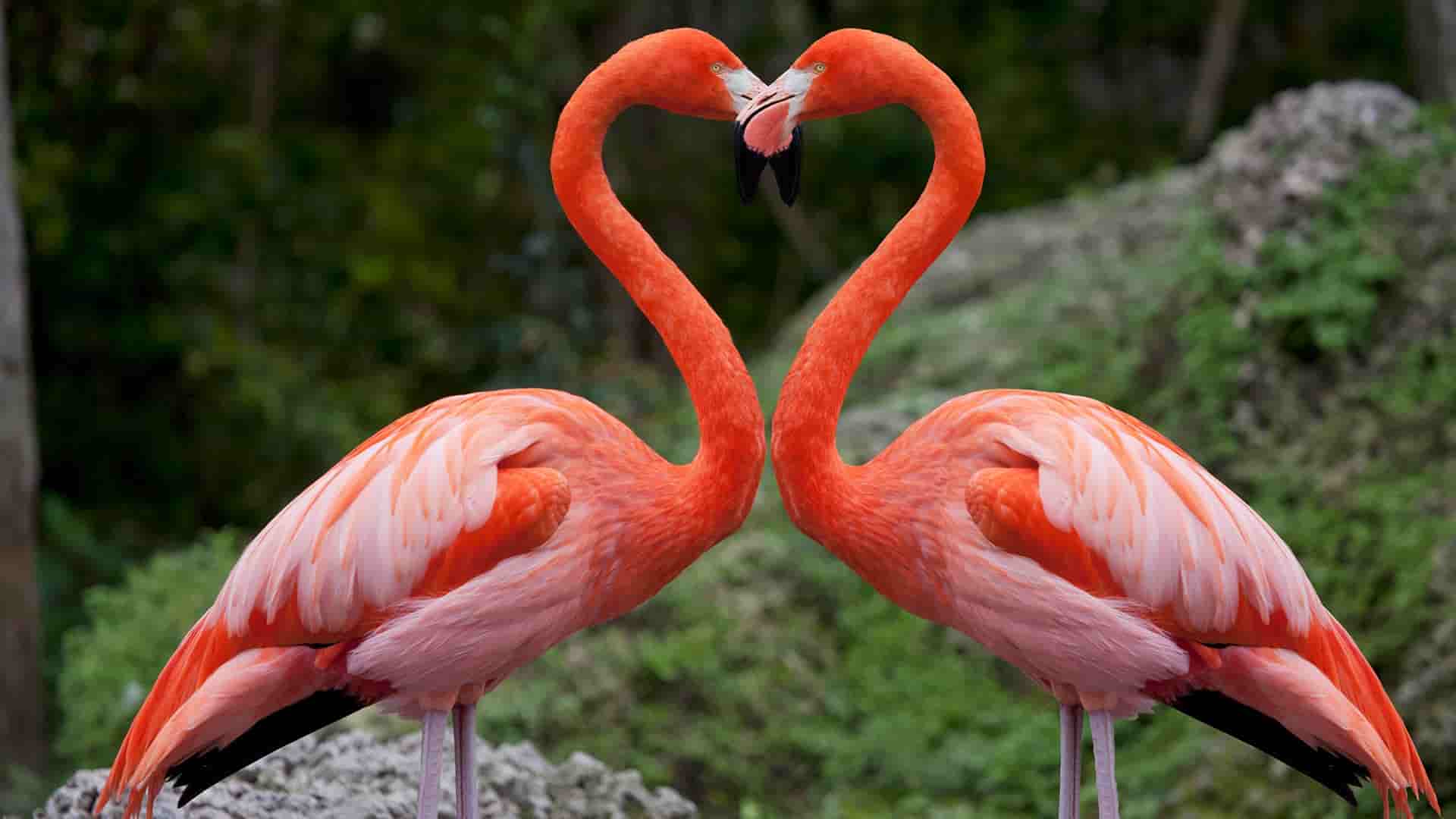 flamingos-love-min